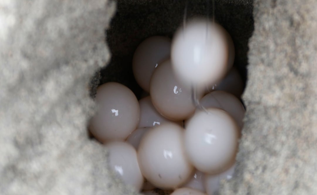 Foto: Archivo/ Cuartoscuro