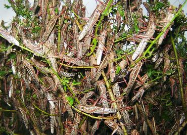 Productores agrícolas de Yucatán advierten sobre mangas de langostas; avistamientos de plaga es por descuido de autoridades
