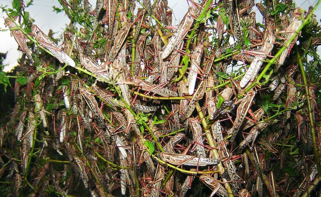 Productores agrícolas advierten sobre mangas de langostas. Foto: Yazmín Rodríguez/EL UNIVERSAL.