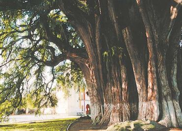 ¿Qué sabemos sobre el ahuehuete? el árbol que engalanará la Glorieta de la Palma