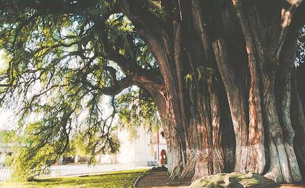 ¿Qué sabemos sobre el ahuehuete? el árbol que engalanará la Glorieta de la Palma