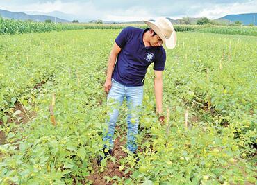 Superávit agroalimentario en México de 603 millones de dólares en enero de 2021