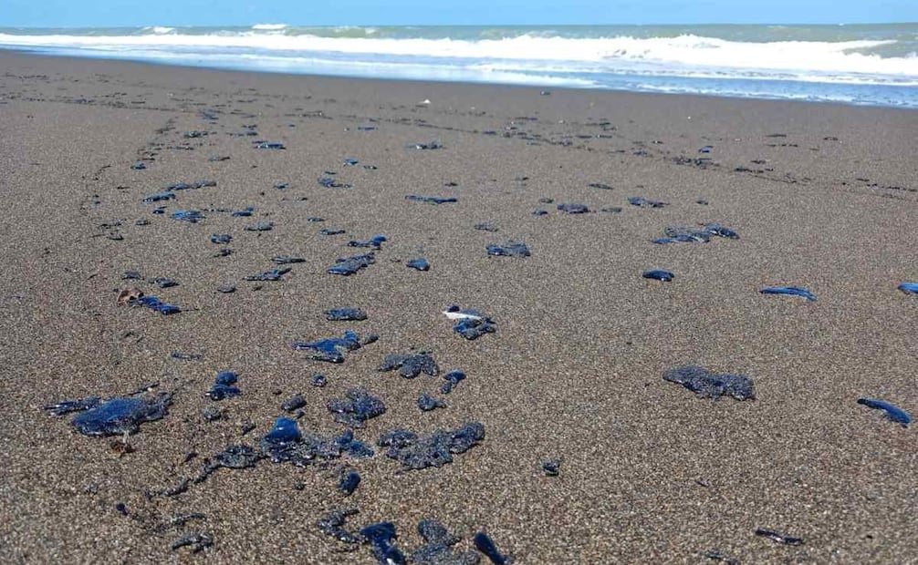 Alertan de manchas de hidrocarburo en zona tortuguera de Nautla, Veracruz.
Foto: Especial.
