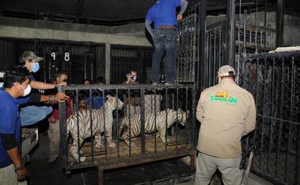 Trasladan a zoológico de Ciudad Victoria a tigres asegurados en Matamoros