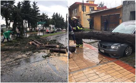 Fuertes lluvias desploman 11 arboles en Toluca 