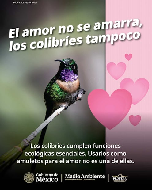 La Profepa lanzó la campaña “El amor no se amarra, los colibríes tampoco” en vísperas del Día de San Valentín. Foto: Especial