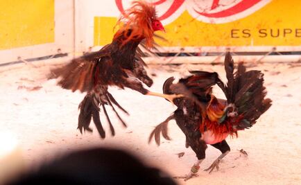 Procesan a sujeto que mató a golpes a adulto mayor en evento de gallos 