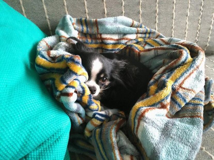 Esto sugiere un vínculo positivo entre tu perro y tú. Fuente: Freepik.