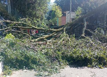 Fuertes vientos azotan la CDMX y causan caída de árboles; activan alerta naranja en 6 alcaldías