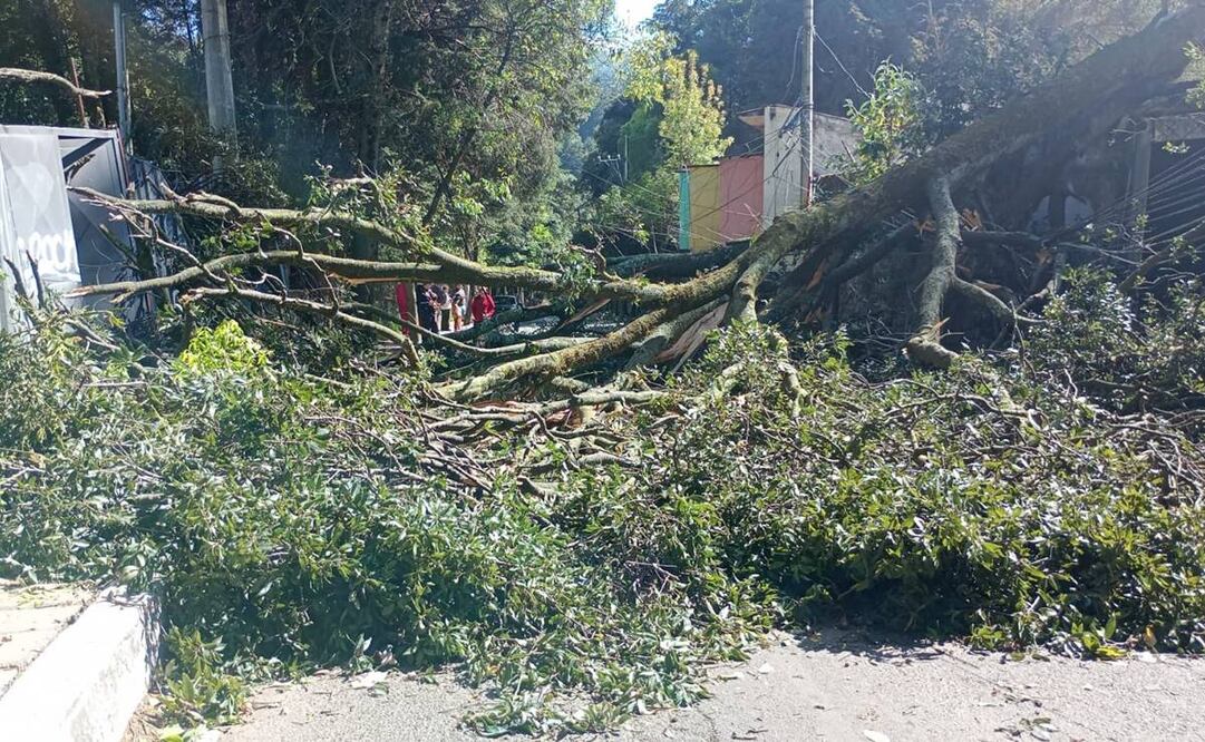Caída de árbol en Cuajimalpa por los fuertes vientos 9 de enero 2025 / Foto @cuajimalpa_gob