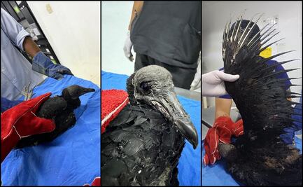 Atienden a zopilote lesionado en un incendio forestal en Tenango, Hidalgo