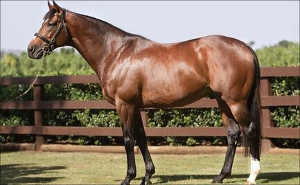 Galileo, el caballo que cuesta más que Cristiano Ronaldo y Messi juntos