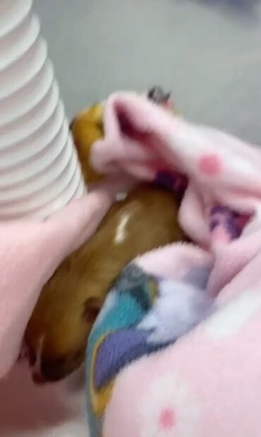 Así lucía el pequeño cachorro
@subietay/TikTok