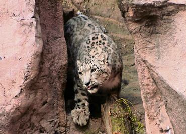 Zoológicos capitalinos buscan certificación internacional