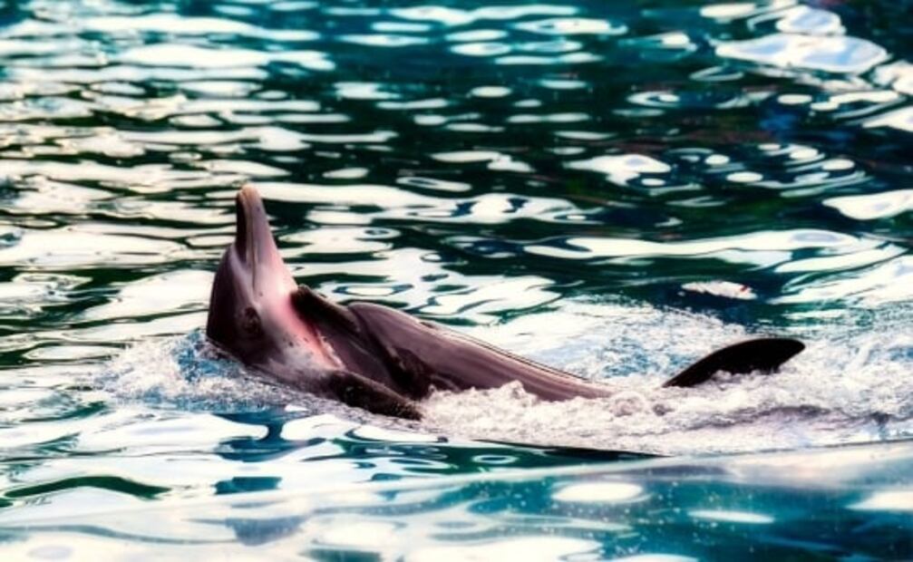 ¿Sabías que las orcas pertenecen a la familia de los delfines? Te contamos todo al respecto