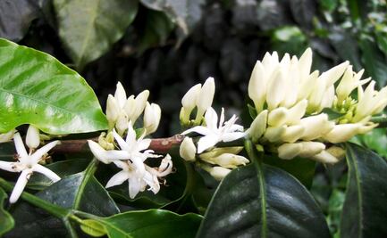 Puebla va por rescate de la vainilla