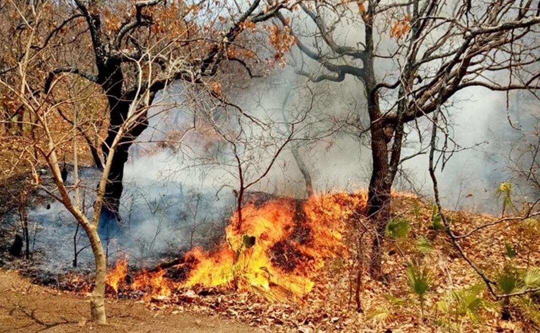En Badiraguato, el incendio se generó por un descuido humano. Foto: Especial