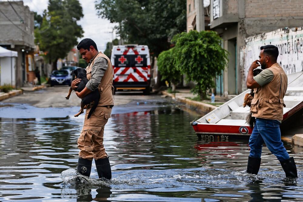 La Comisión Estatal de Parques Naturales y de la Fauna (Cepanaf), ha rescatado 178 animales de compañía, y una vez que pase la contingencia, serán devueltos a sus hogares. Foto: de HUGO SALVADOR. EL UNIVERSAL