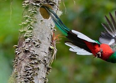 Quetzal, el ave más bella de América en peligro de extinción