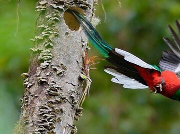 Quetzal, el ave más bella de América en peligro de extinción