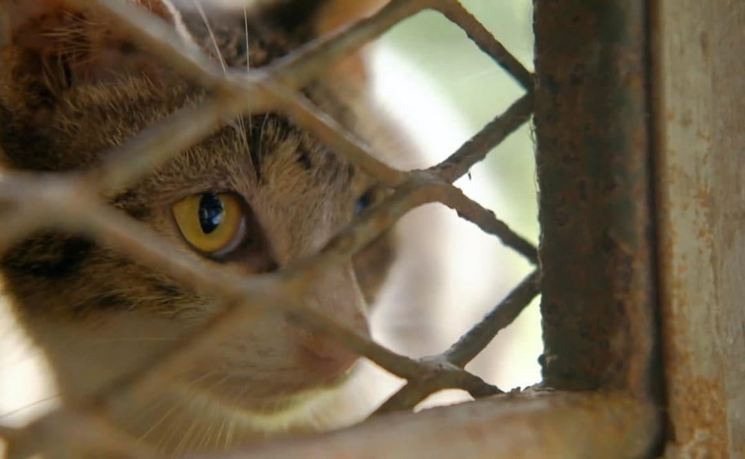 Imagen ilustrativa / Foto: Especial.