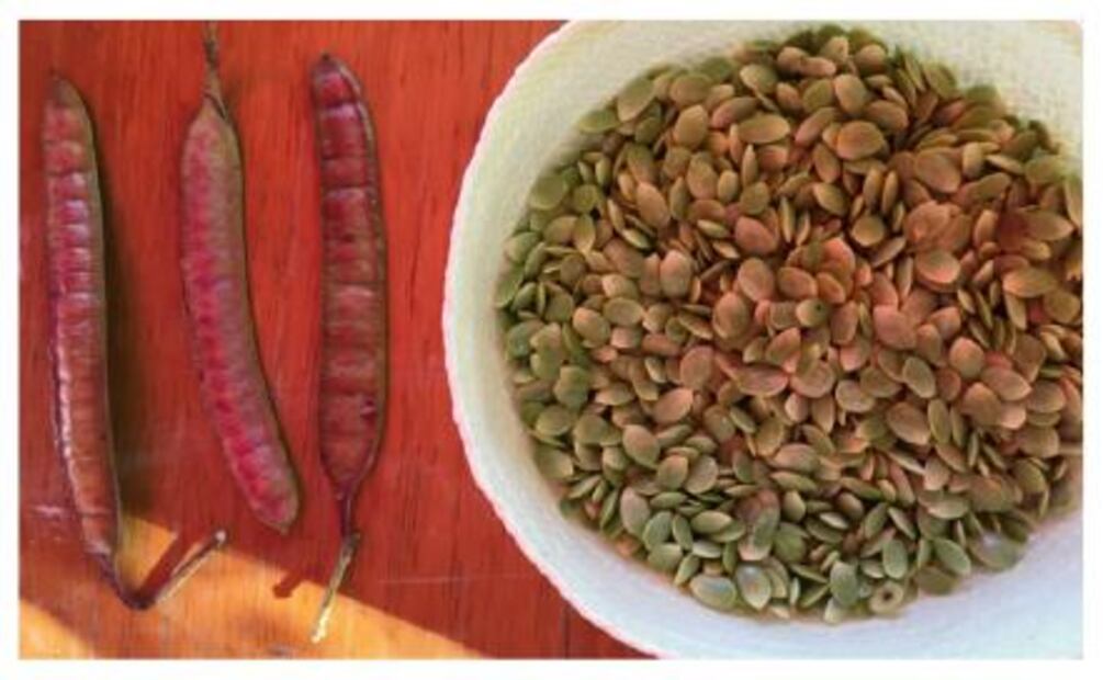 Guaximole, cocina de temporada en la mixteca oaxaqueña