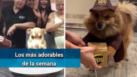 Los videos más adorables y divertidos de la semana