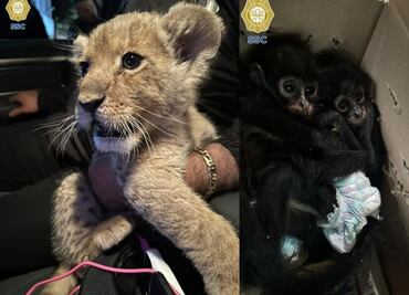 Detienen a 3 por transportar ilegalmente a cachorro de león y a otro por comercializar monos araña en CDMX