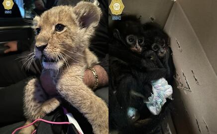 Detienen a 3 por transportar ilegalmente a cachorro de león y a otro por comercializar monos araña en CDMX