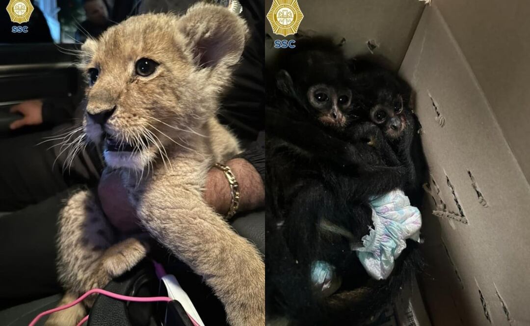 Los animales fueron rescatados en la alcaldía Venustiano Carranza. Foto: Especial