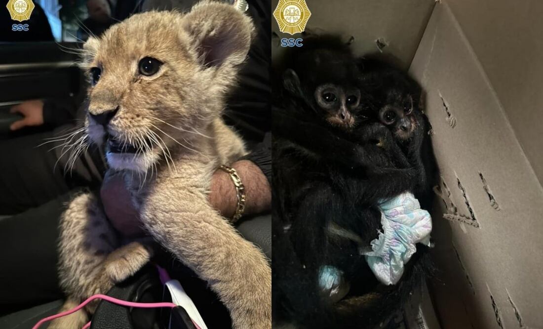 Los animales fueron rescatados en la alcaldía Venustiano Carranza. Foto: Especial