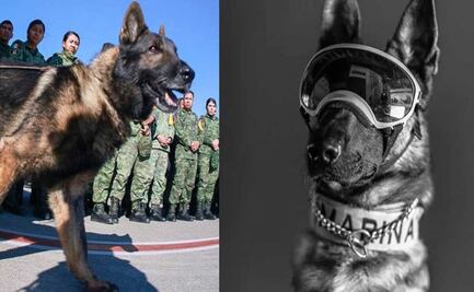 Turquía y los agradecimientos a Proteo, perro rescatista de México 