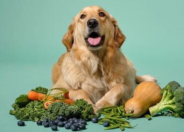 ¿Qué vegetales puede comer tu perro? Conoce la lista aquí