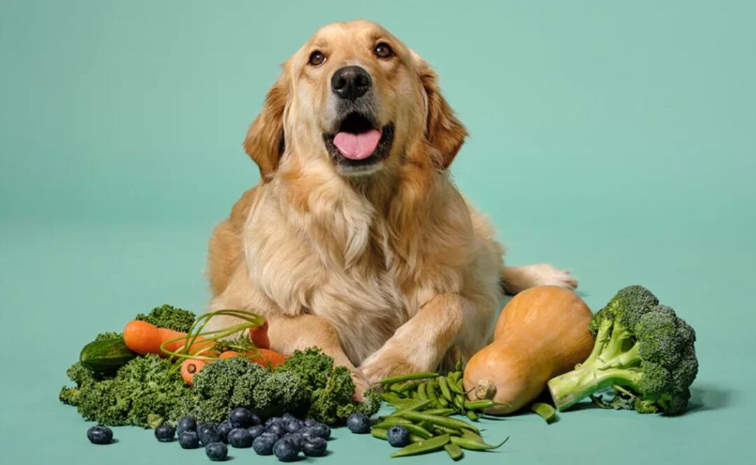 Conoce la lista de verduras que tu perrito puede comer de manera segura y nutriente. Foto: Bonza.dog