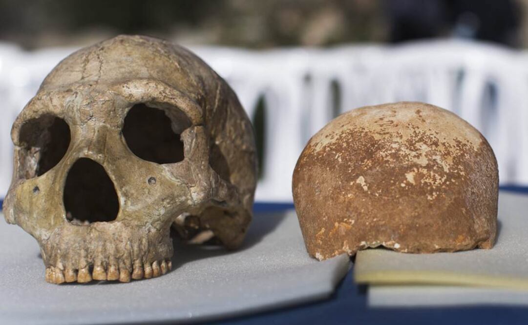 Los primeros están muy rotos frente a la escasa fragmentación que muestra el esqueleto humano. Foto: Archivo EL UNIVERSAL