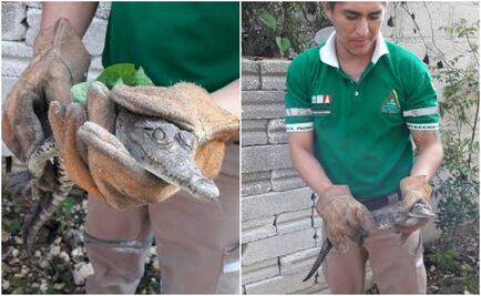 Capturan a cocodrilo bebé en Tuxtla Gutiérrez
