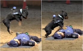 “Paco”, el perro salvavidas de Madrid que conquista las redes con sus habilidades; conoce por qué