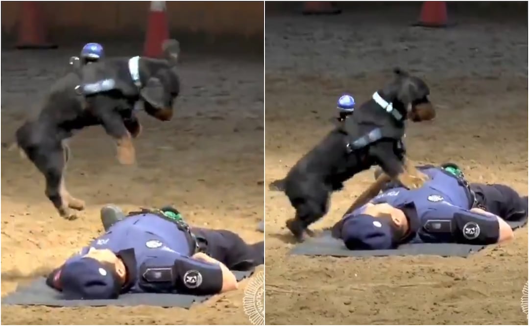 Este perrito se ha vuelto viral en redes sociales por su impresionante habilidad para intentar salvar vidas humanas. Foto: X