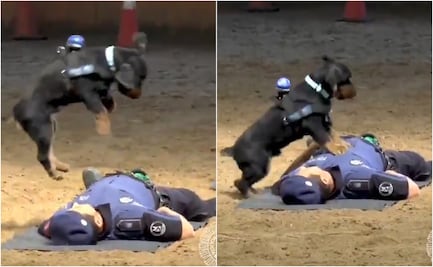 “Paco”, el perro salvavidas de Madrid que conquista las redes con sus habilidades; conoce por qué