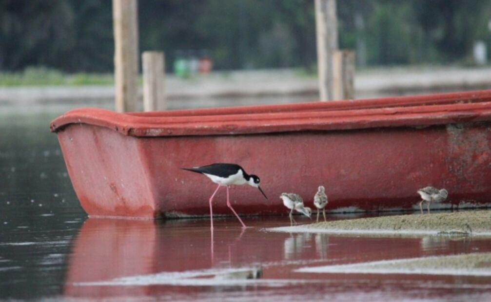 Crean playa de aves en Bosque de San Juan de Aragón 