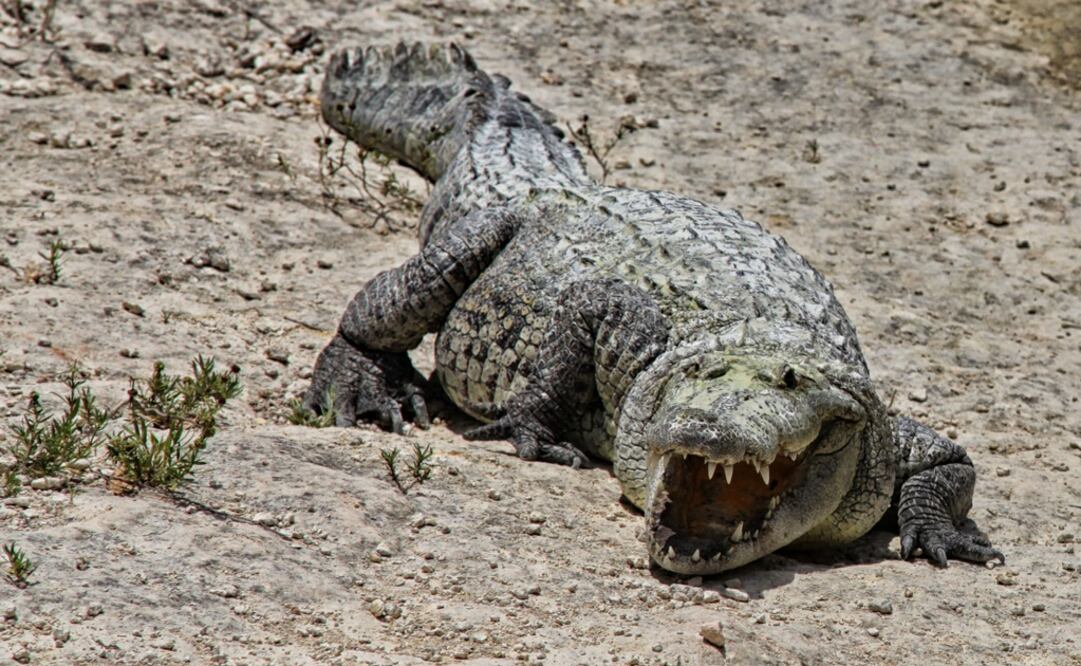 (Foto: Archivo/El Universal)