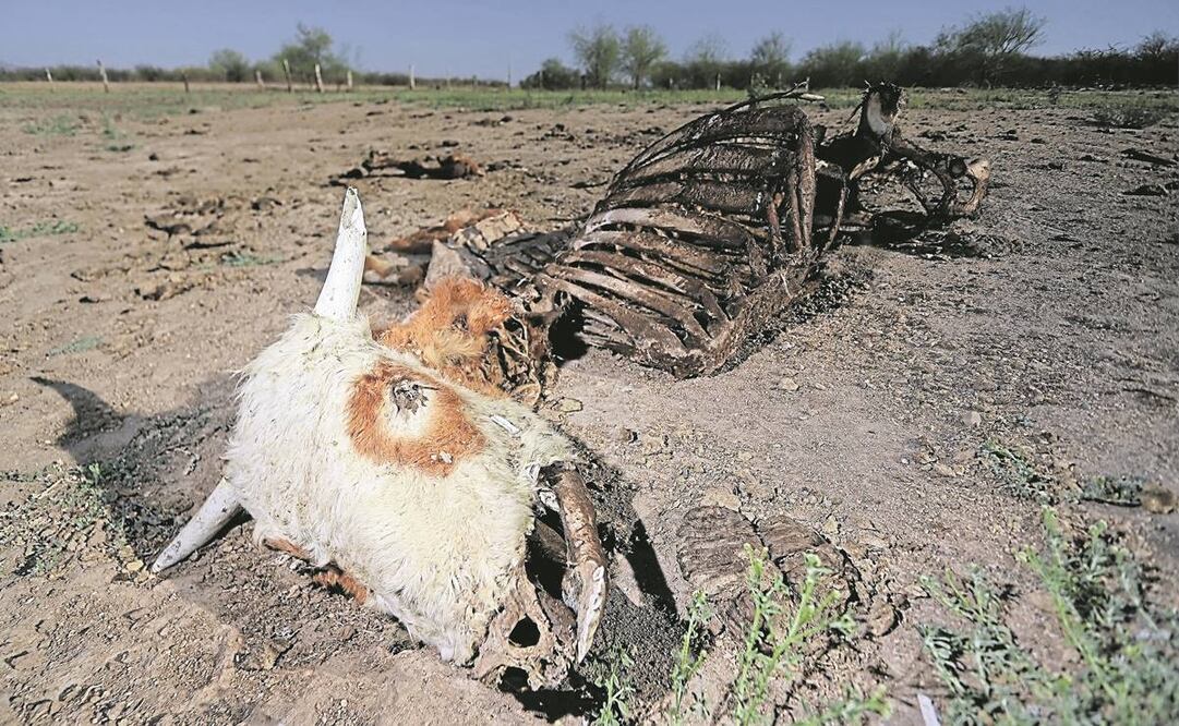 Para más de 20 familias de pescadores de la presa Abelardo L. Rodríguez, que está a 0% de almacenamiento, la situación es crítica. Foto: