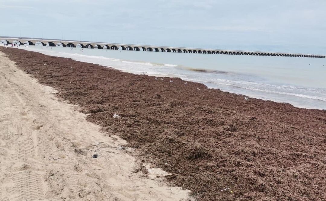 La mayoría de los puertos de Yucatán están inundados de sargazo lo cual aleja turistas de las playas  y complica las pesquerías de la región. Foto: Especial