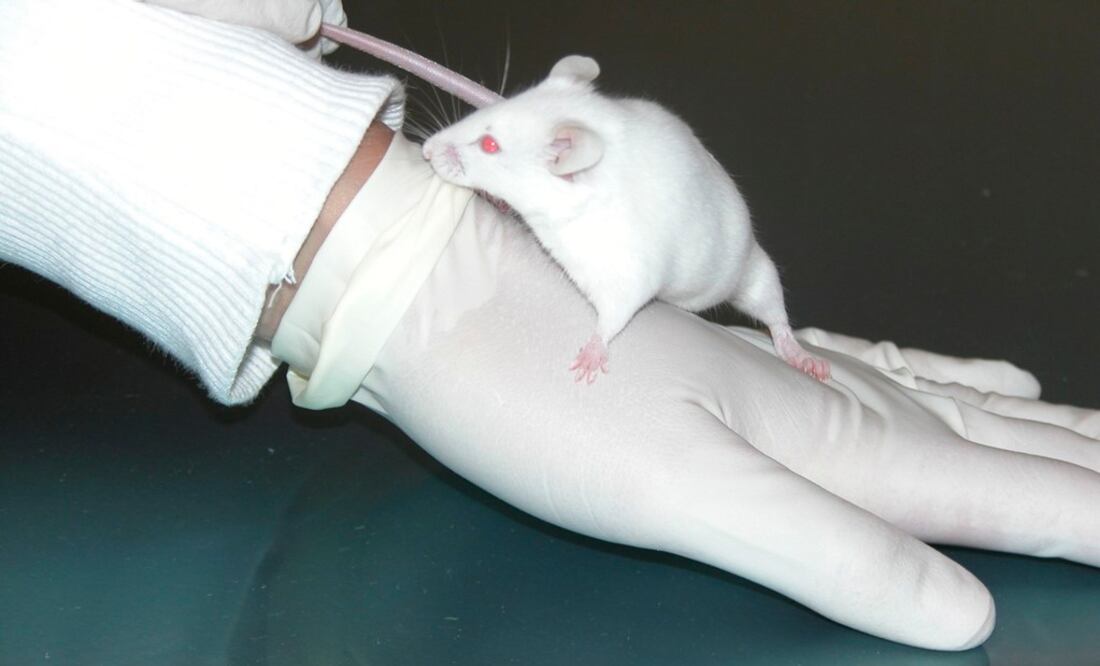 Estos nanotubos son como "minúsculos hilos eléctricos capaces de conducir la electricidad". (FOTO: Archivo/ EL UNIVERSAL)