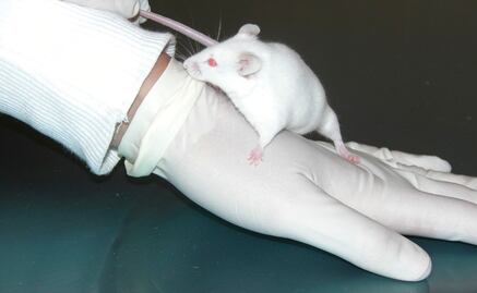 Unen médula dañada con nanotubos de carbono