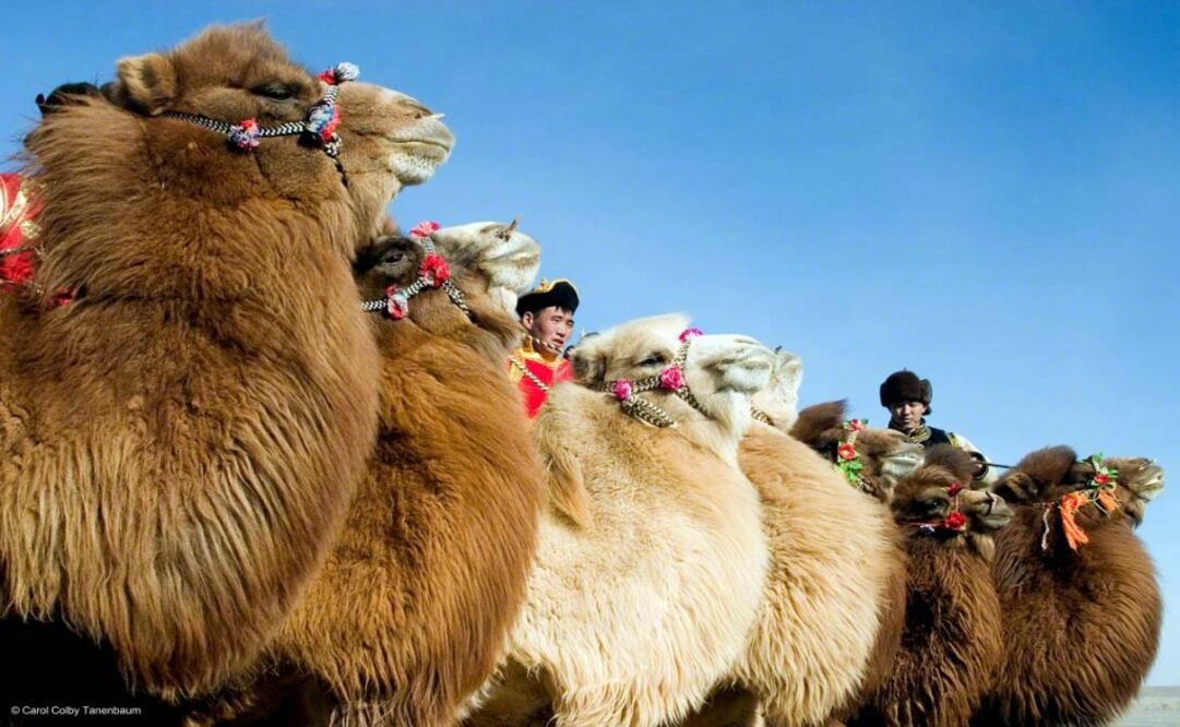 El Thousand Camel Festival se celebra en el desierto de Gobi por parte de las comunidades nómadas que lo habitan. (Foto: Discover Mongolia)