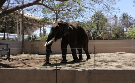 No se han solicitado apoyos de manutención para elefante Big Boy: Zoológico de Sinaloa 