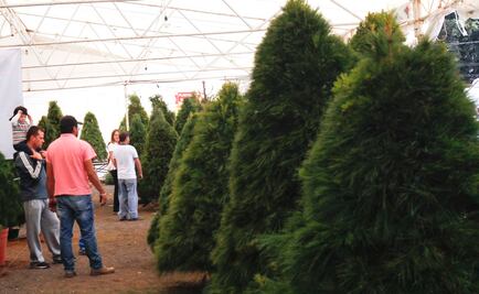 Centros de acopio de árboles de Navidad abren este sábado en Toluca