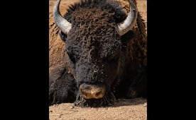 Muere otro animal en zoológico de León, Guanajuato; bisonte fallece a días del deceso de una jirafa