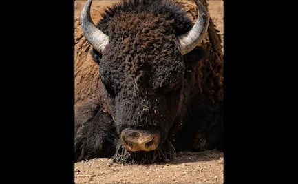 Muere otro animal en zoológico de León, Guanajuato; bisonte fallece a días del deceso de una jirafa